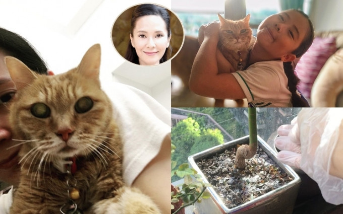 17岁爱猫离世，郭羡妮好伤痛。