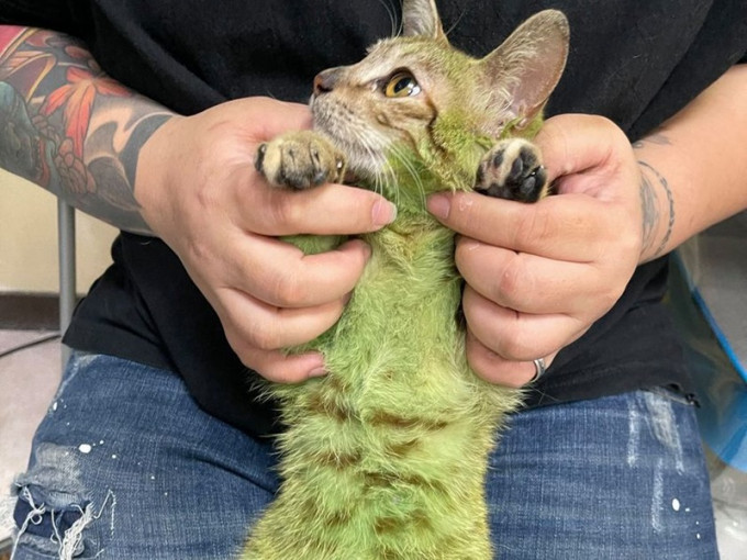 貓咪全身被飼主染成綠色。Facebook