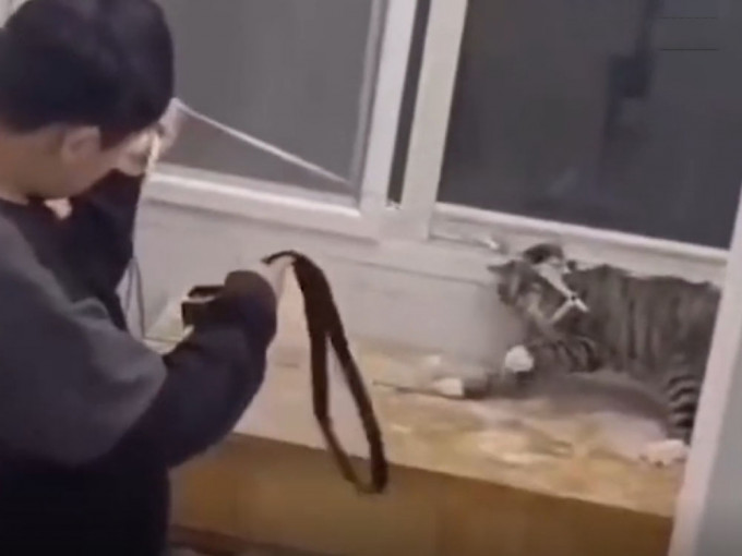 西安男學生綁住貓咪用皮帶抽打，被留校查看處分。