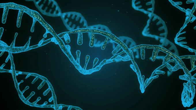 國際科學團隊端粒對端粒聯盟首次為完整的人類基因組完成排序。資料圖片