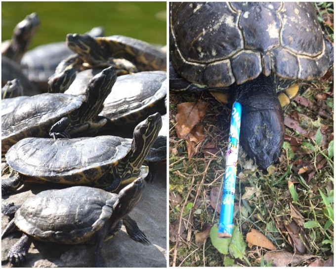 巴西龟惨死，被铅笔由头插到尾。资料图片
