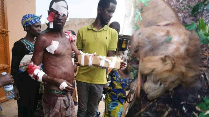 Twitter傳出男子浴血與雄獅伏屍的相片。互聯網圖片