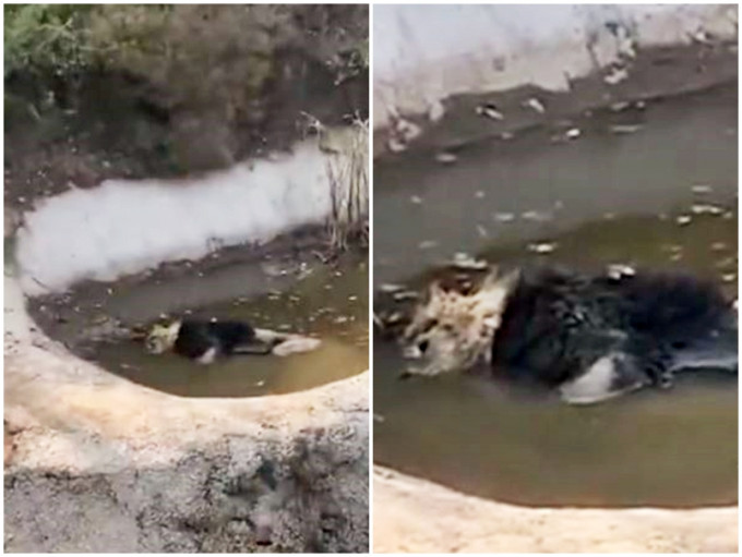 佛山野生动物园内的一只狮子被发现泡在水中，疑似溺毙。网图
