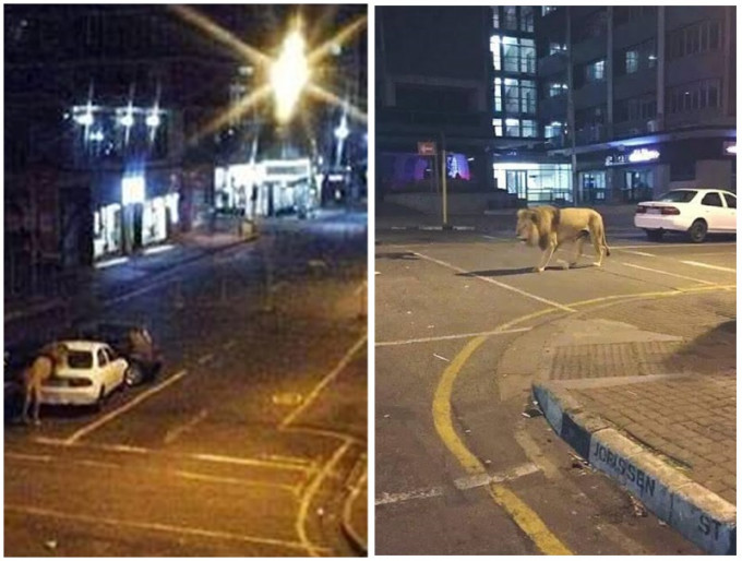 近日網上瘋傳總統普京為防民眾出街，放出獅子老虎阻嚇民眾。網圖