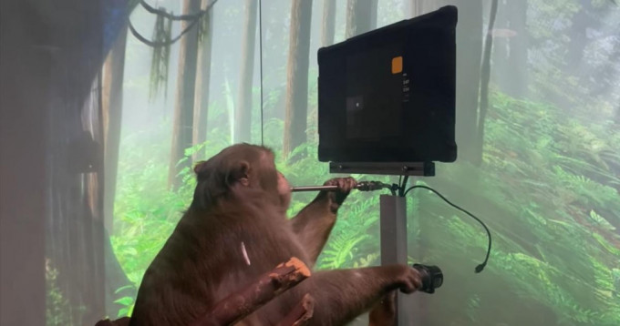 猴子正在学习玩电脑游戏，嘴巴含着管子啜饮香蕉奶昔作为奖励。Neuralink图片
