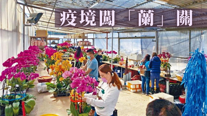 年宵花市夢碎下，有元朗蘭花花場以大減價方式吸引市民及熟客到現場買花，減少損失。