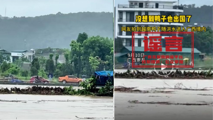 越南鸭随洪水集体漂流到广西？官方澄清是谣言。