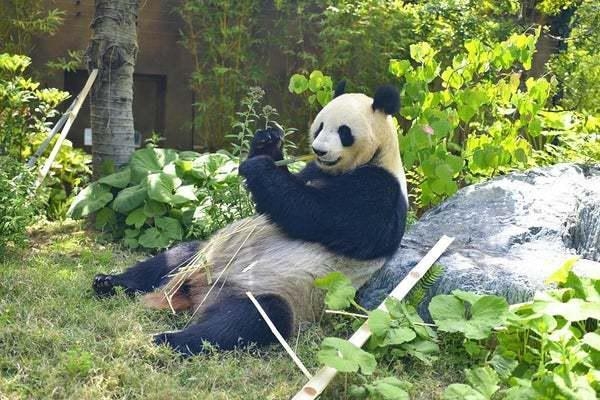 旅日大熊貓真真。資料圖片