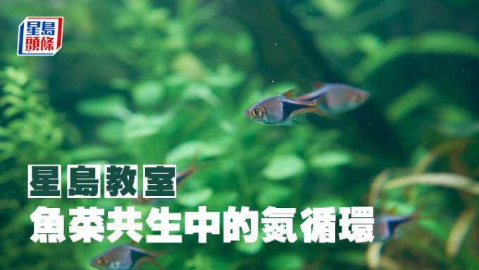 STEAM｜魚菜共生中的氮循環｜星島教室