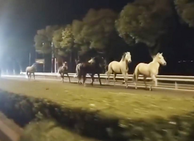 9只马匹在上海漕廊公路上慢跑。　网上图片