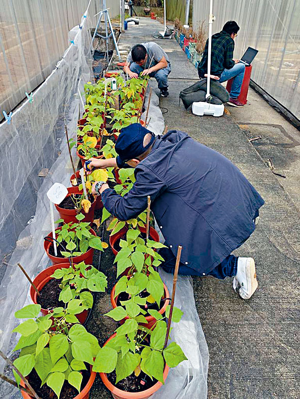 研究團隊在中大建立「臭氧園」，以測試四季豆暴露在環境臭氧水平下的生長情況。