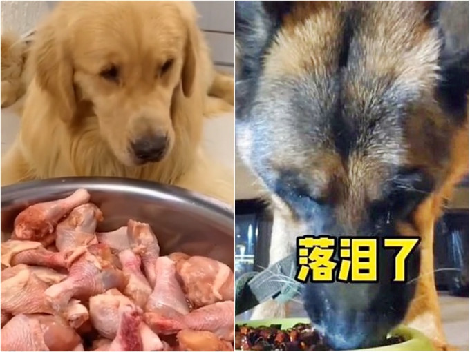 狗狗被逼「吃播」，進食古怪食物。網圖