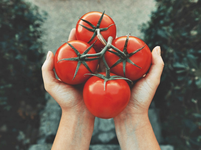 台湾一项实验研究发现，番茄中含有的「GABA胺基酸」，能有效调节自律神经、帮助减压，而且有助令人睡得更好。unsplash图片