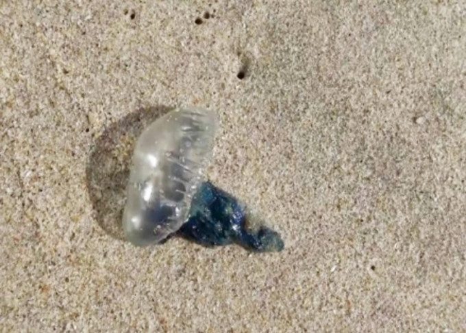 泰國海灘劇毒水母為患。網上圖片