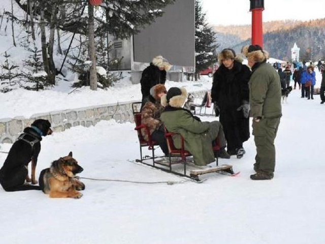 不少家犬被主人充当雪橇狗，拉车图利，不停载客。 网上图片