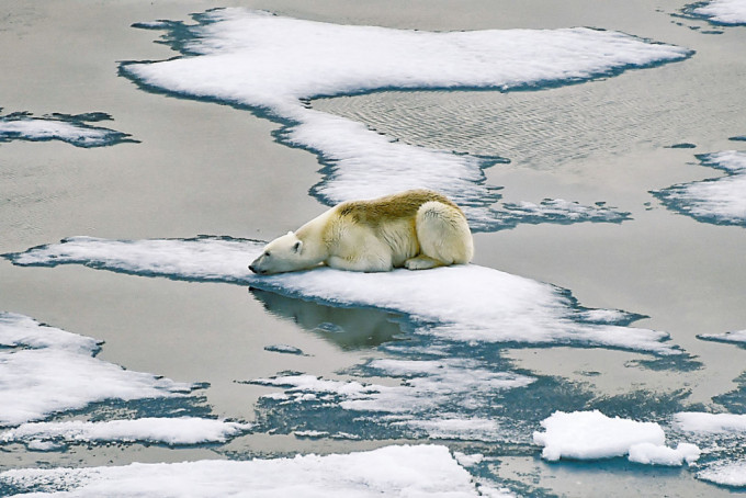 全球暖化加速北極冰雪融化。圖為一隻北極熊伏在浮冰上。