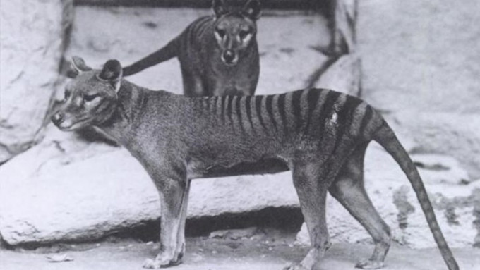 袋狼是澳洲特有物种，已于1930年代灭绝。网上图片