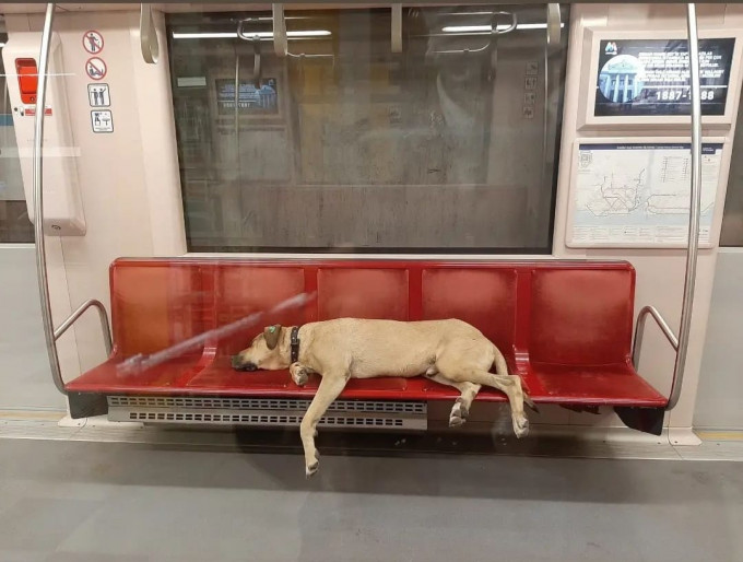 Boji睡在地鐵車廂。互聯網圖片