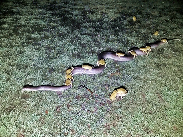 澳洲十数只甘蔗蟾蜍坐在一条蟒蛇上面的奇景。网图