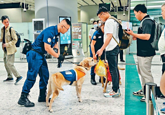 食安中心检疫侦缉犬在西九龙高铁站把关，防范入境人士携带受管制食物入境。