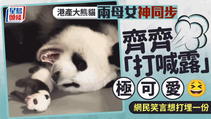 港产大熊猫︱妈妈家姐「同步打喊露」得意到晕 网民：打喊露果然会传染