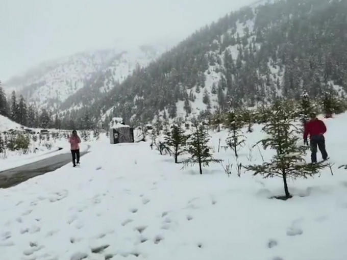 雲南德欽縣白馬雪山五月落大雪。(網圖)