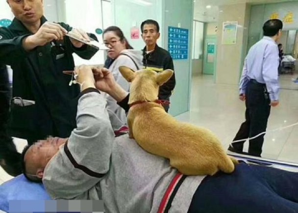 小狗護主心切下對醫護人員不斷狂吠。網上圖片