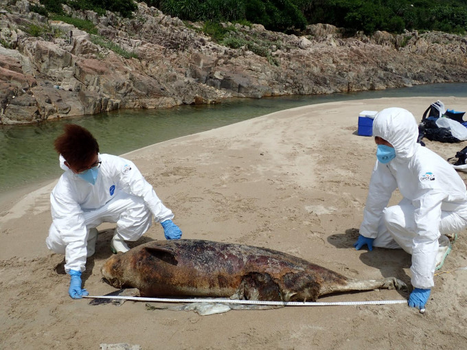 此為本年度第28宗鯨豚屍體擱淺事件。海洋公園保育基金提供