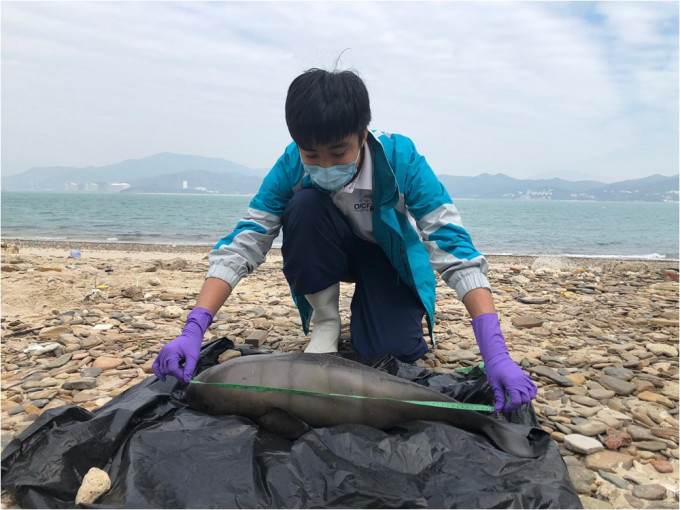 一條初生江豚被發現擱淺在東平洲。香港海洋公園保育基金圖片