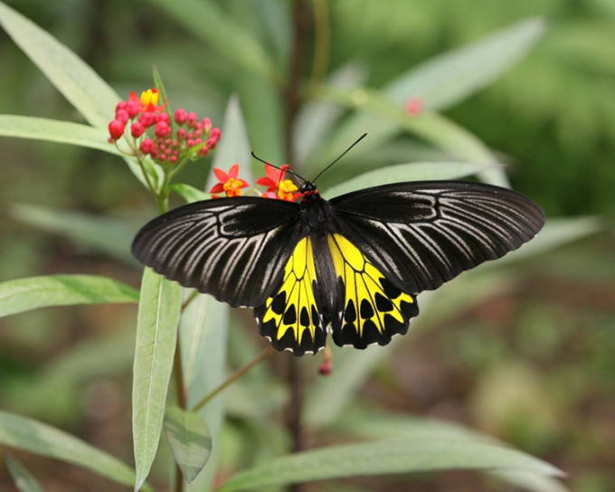 绿色力量最新「节气观蝶调查」结果显示，蝴蝶物种与数目齐创15年新高。资料图片