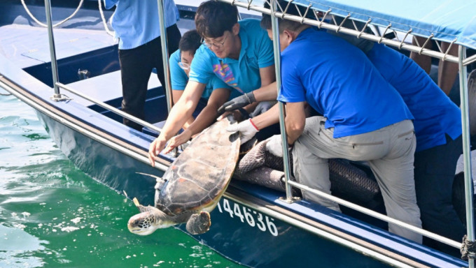 渔护署放流一只绿海龟 将设晶片追踪动向 以便日后制定适当存护措施