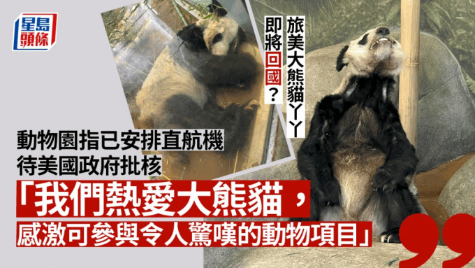 孟菲斯动物园表示，正待美国政府批核大熊猫「丫丫」的回国申请。