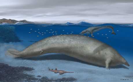  巨像秘魯鯨有實力搶下地球史上最大動物頭銜。路透社