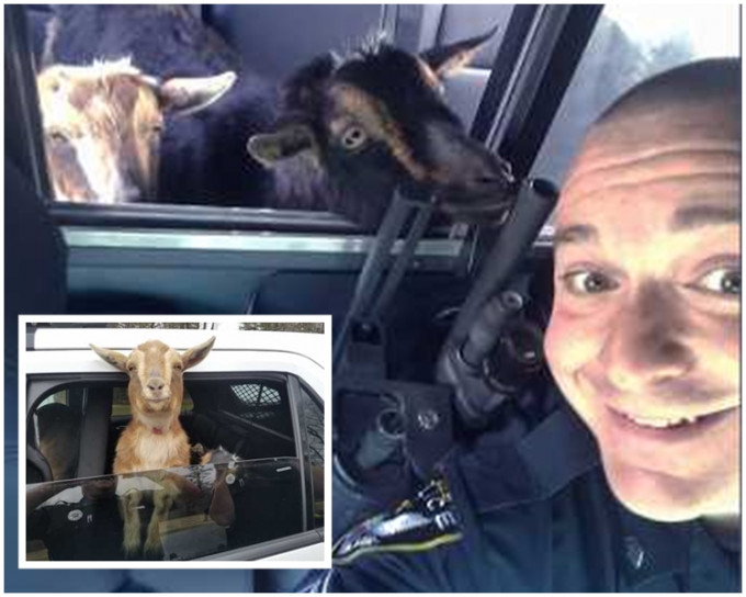 警員菲茨帕特里克與山羊合照。AP圖片