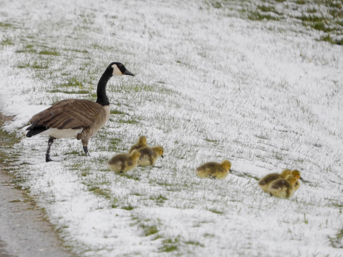 鴨媽媽帶著一群鴨仔走過雪地。AP