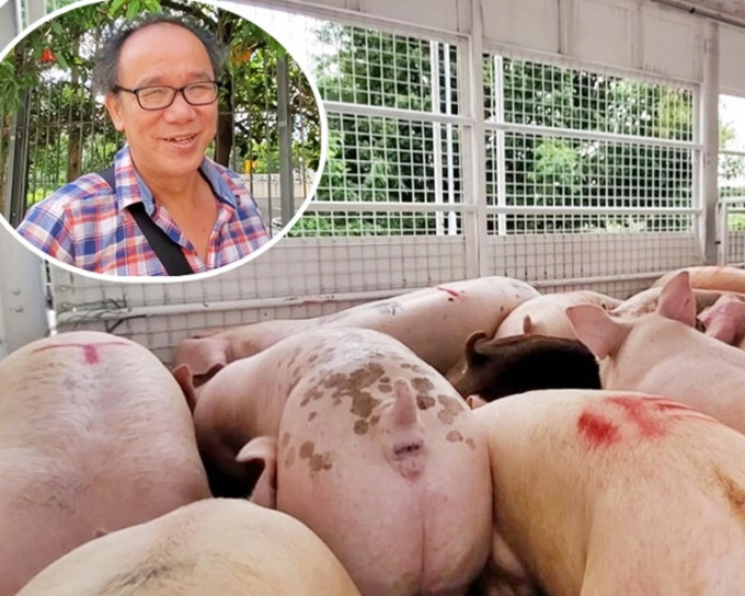 豬隻買手張先生（小圖）指香港平均一日需消費3000多隻豬。