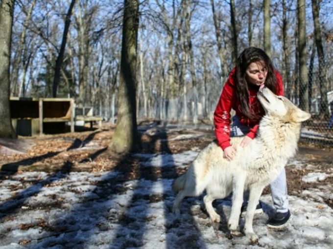 祖母皮爾森涉非法飼養狼犬。AP圖