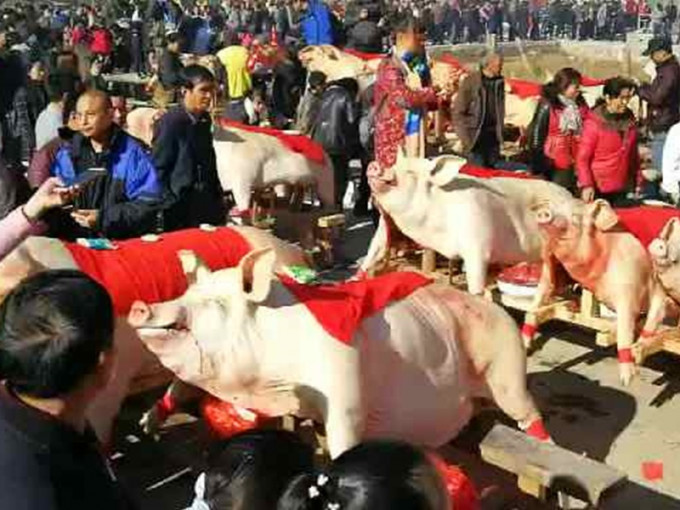 福建三明每年都会举办「晒猪节」。网图