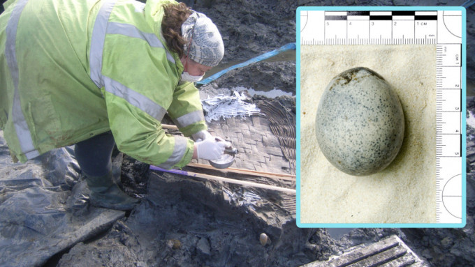 英国考古学家发现1700年前的蛋，内里仍有蛋液。(Oxford Archaeology@X)