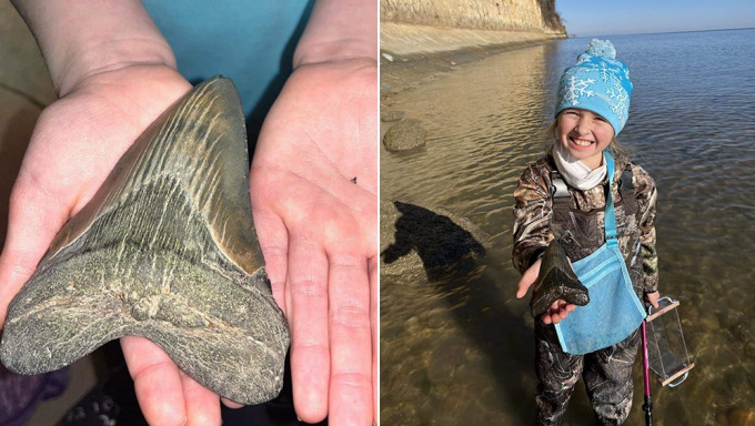 9歲女童海灘找到12厘米巨齒鯊牙齒化石。FB圖