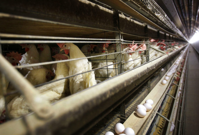 中國授權從172個美國設施進口禽肉，從周五起生效。AP