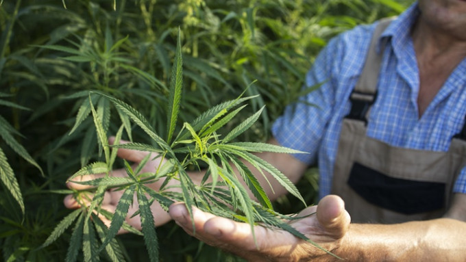 加拿大成立专家委员会，检视大麻合法4年带来的影响。iStock示意图