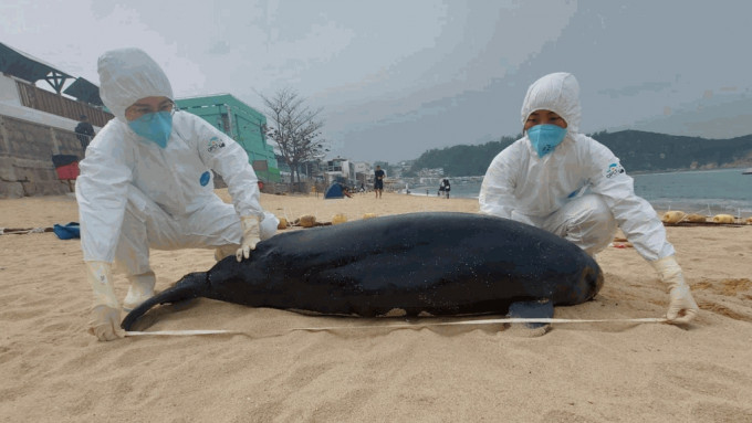 相片由香港海洋公园保育基金提供