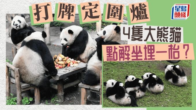 4隻大熊貓在重慶動物園「圍爐煮茶」