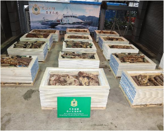 海關展示檢獲的紫檀木材。圖：政府新聞處
