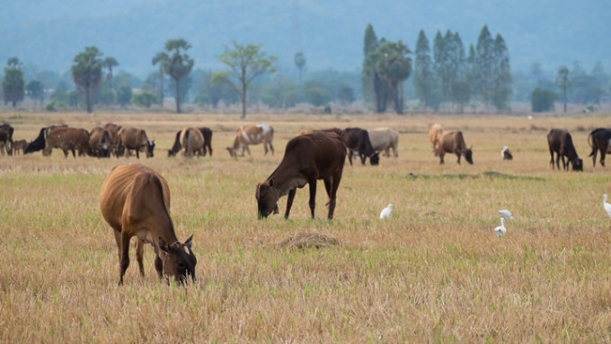 印尼峇里爆發手足口病，紐西蘭加強防範以避免畜牧業受打擊。iStock示意圖