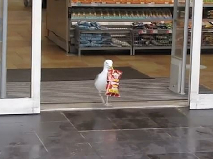 海鷗被拍下超市叼走薯片。（網圖）