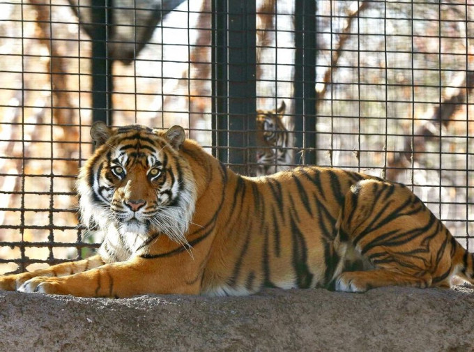 美國堪薩斯州托皮卡動物園發生老虎襲人事件。AP