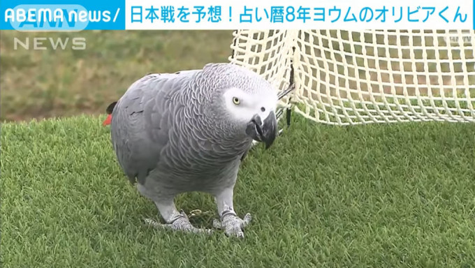灰鸚鵡奧利維亞批死日本小組出局。網上圖片
