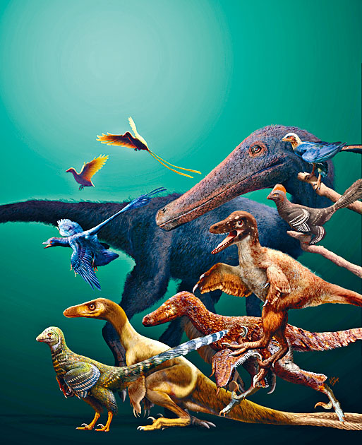 兽脚类恐龙为早期鸟类和近亲的祖先，具有多个驱动飞行潜能的起源。